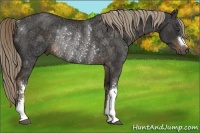 Horse Color:Liver Chestnut Rabicano 