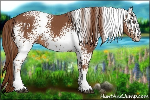 Horse Color:White Spotted Chestnut 
