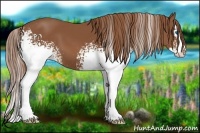 Horse Color:White Spotted Chestnut Splash 