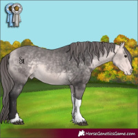 Horse Color:Platinum Buckskin Tobiano Appaloosa 