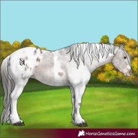 Horse Color:White Spotted Liver Chestnut Tobiano Blanket Rabicano
