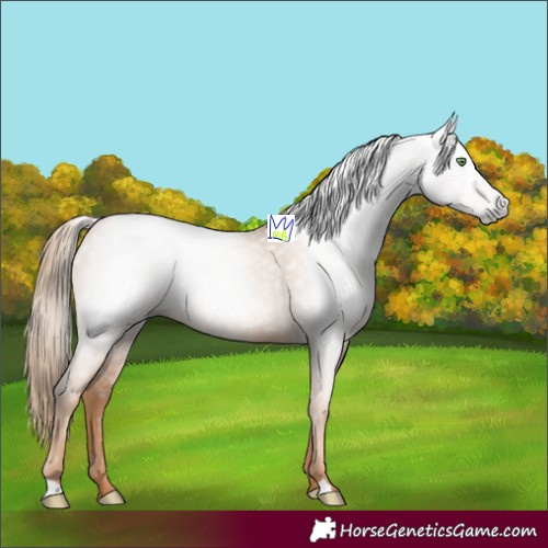 Horse Color:Gray Gold Champagne