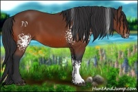Horse Color:White Spotted Bay 