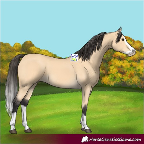 Horse Color:Buckskin Splash 