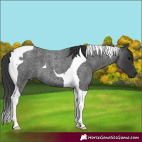 Horse Color:Blue Roan Tobiano 