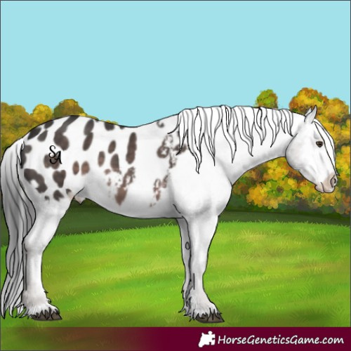 Horse Color:Platinum Liver Chestnut Appaloosa 