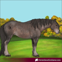Horse Color:Platinum Liver Chestnut Rabicano 