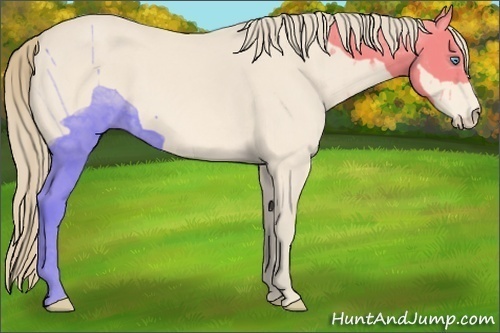Horse Color:Perlino