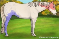 Horse Color:Perlino 