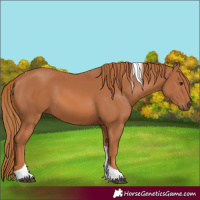 Horse Color:Chestnut Tobiano 