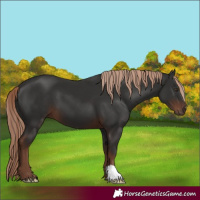 Horse Color:Liver Chestnut 