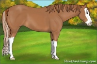 Horse Color:Chestnut Splash 