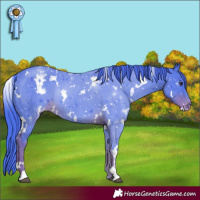 Horse Color:Watercolor White Spotted Liver Chestnut Appaloosa Rabicano