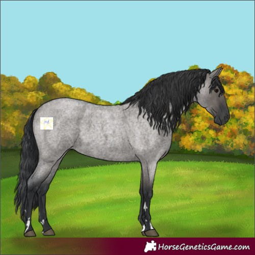 Horse Color:Grullo Roan 