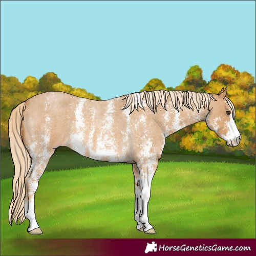 Horse Color:Palomino Roan Sabino