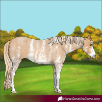 Horse Color:Palomino Roan Sabino