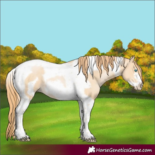 Horse Color:Buckskin Pearl Tobiano Frame 