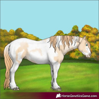 Horse Color:Buckskin Pearl Tobiano Frame 
