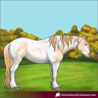 Horse Color:Buckskin Pearl Tobiano Frame 