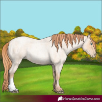 Horse Color:Amber Champagne Roan Pearl 