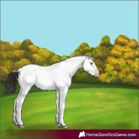 Horse Color:Gray White Spotted Sable Cream Champagne Tobiano