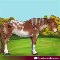 Horse Color:Chestnut Tobiano 