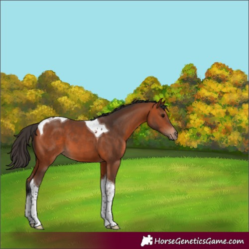 Horse Color:Bay Tobiano 