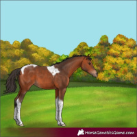 Horse Color:Bay Tobiano