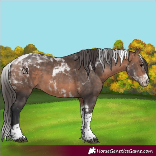 Horse Color:Bay Tobiano 