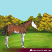 Horse Color:Bay Splash 