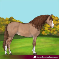 Horse Color:Red Dun 