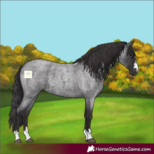 Horse Color:Smoky Blue Roan 