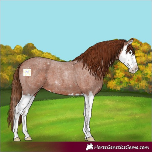 Horse Color:Red Roan Splash 