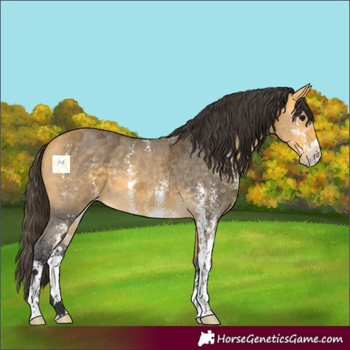 Horse Color:Buckskin Sabino 