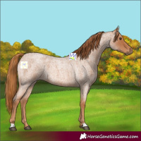 Horse Color:Red Roan 