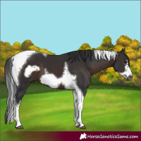 Horse Color:White Spotted Brown Tobiano Frame 