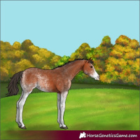 Horse Color:Unknown 