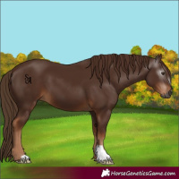 Horse Color:Gray Chestnut 