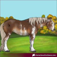 Horse Color:Gray White Spotted Chocolate Palomino Rabicano 
