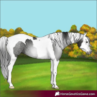 Horse Color:Gray Smoky Black Splash Tobiano 