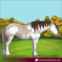 Horse Color:Liver Red Dun Splash Brindle