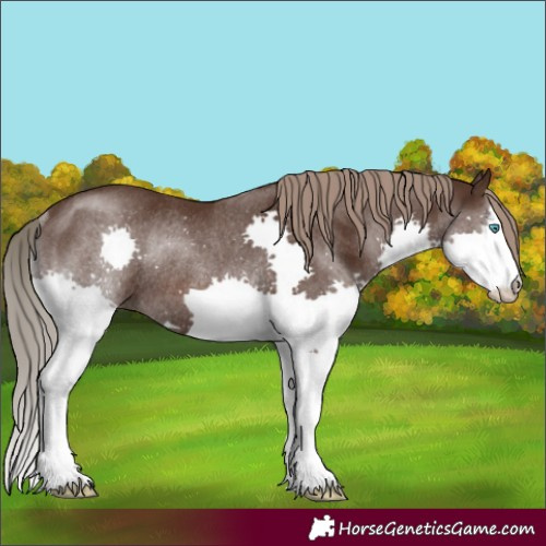 Horse Color:Liver Chestnut Splash Rabicano 
