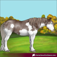 Horse Color:Liver Chestnut Splash Rabicano 