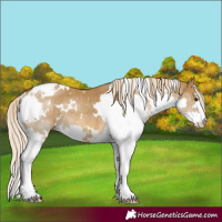 Horse Color:White Spotted Chocolate Palomino Dun Splash Rabicano Brindle 