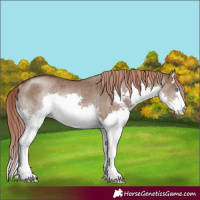 Horse Color:Liver Red Dun Splash Rabicano Brindle