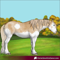 Horse Color:Chocolate Palomino Dun Splash Brindle 