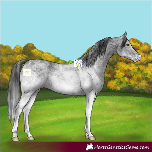 Horse Color:White Spotted Black 