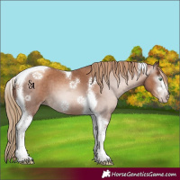 Horse Color:Gray Gold Champagne Ice Tobiano