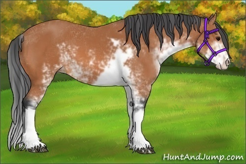 Horse Color:Bay Sabino 
