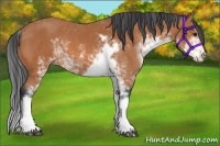 Horse Color:Bay Sabino